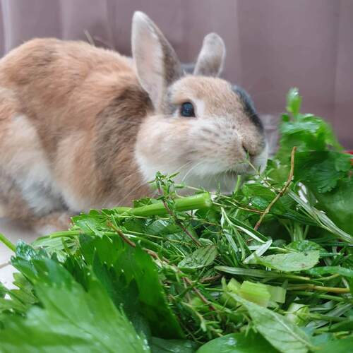 Bien Nourrir Son Lapin Bien Vivre Avec Son Lapin